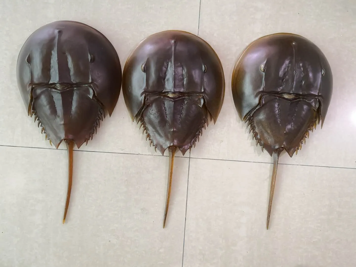 海洋生物